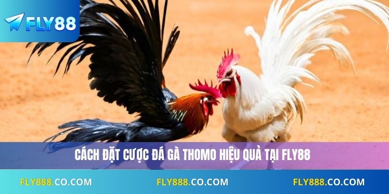 Cách đặt cược đá gà Thomo hiệu quả tại Fly88