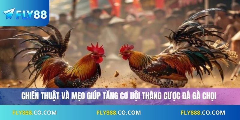 Chiến thuật và mẹo giúp tăng cơ hội thắng cược đá gà chọi