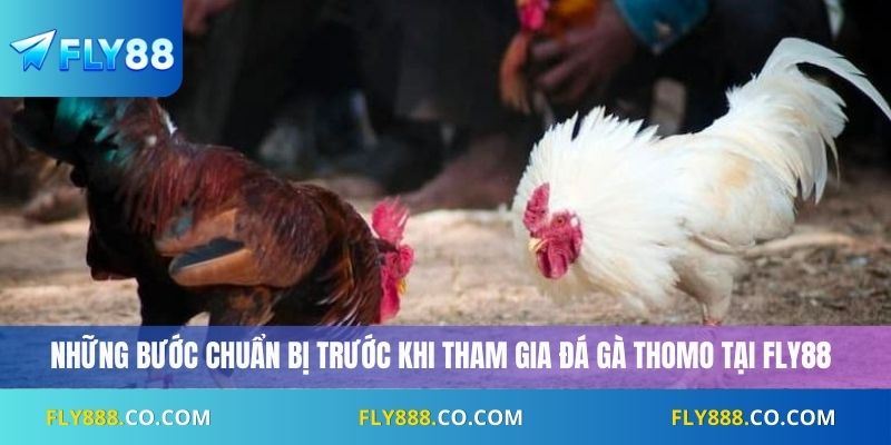 Những bước chuẩn bị trước khi tham gia đá gà Thomo tại Fly88
