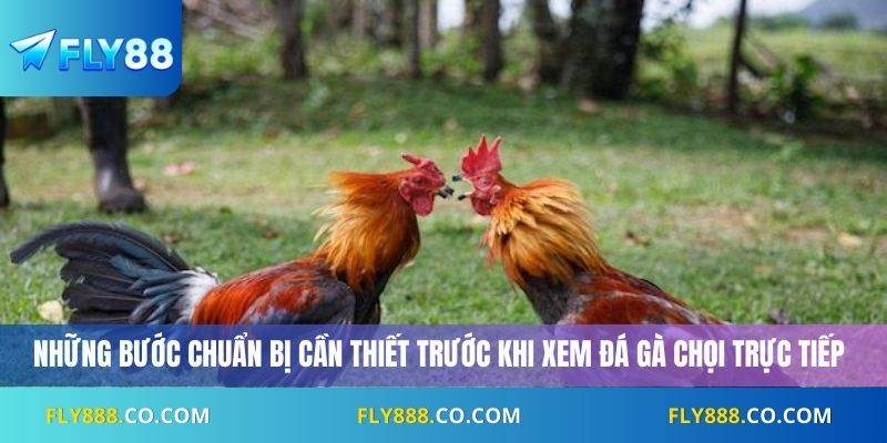 Những bước chuẩn bị cần thiết trước khi xem đá gà chọi trực tiếp