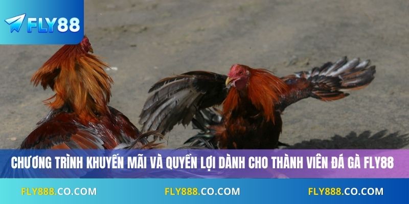 Chương trình khuyến mãi và quyền lợi dành cho thành viên đá gà Fly88