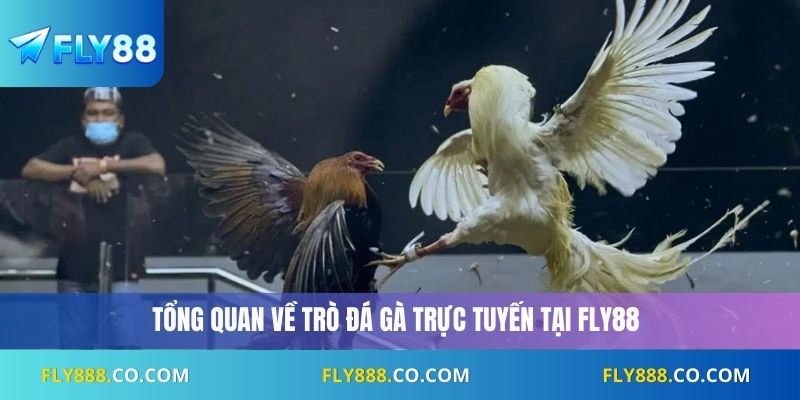 Tổng quan về trò đá gà trực tuyến tại Fly88
