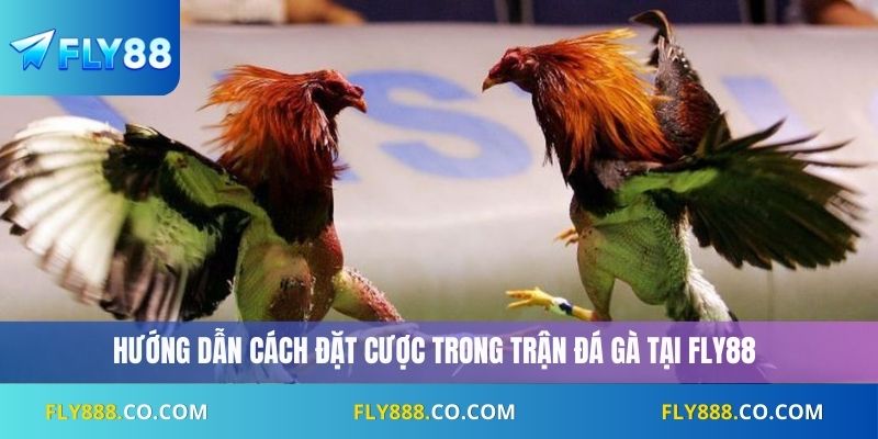 Hướng dẫn cách đặt cược trong trận đá gà Fly88