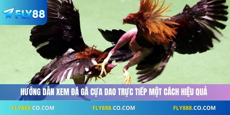 Hướng dẫn xem đá gà cựa dao trực tiếp một cách hiệu quả