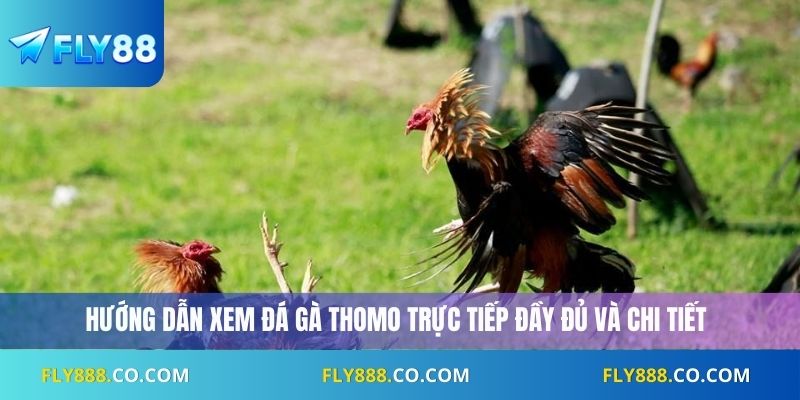 Hướng dẫn xem đá gà Thomo trực tiếp đầy đủ và chi tiết