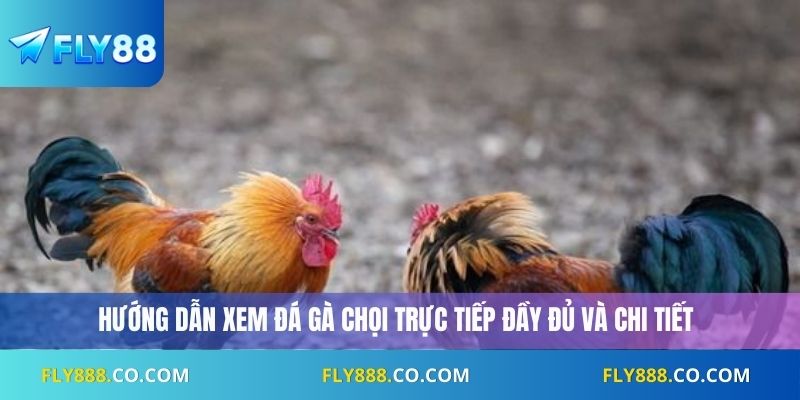 Hướng dẫn xem đá gà chọi trực tiếp đầy đủ và chi tiết