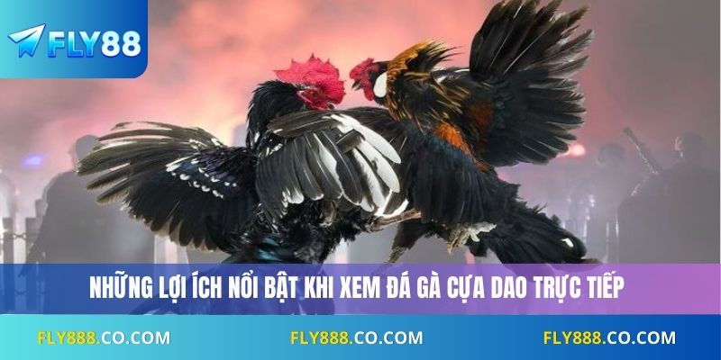 Những lợi ích nổi bật khi xem đá gà cựa dao trực tiếp